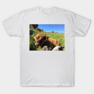 Scottish Highland Cattle Calf 1495 T-Shirt